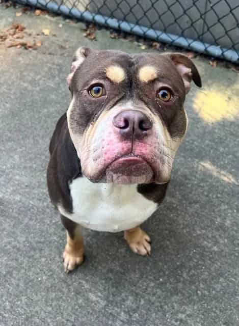 Photo of Juju, adoptable Bulldog mix in Chicago, Illinois
