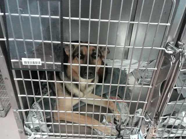 Photo of Gidget, adoptable German Shepherd Dog in Chicago, Illinois