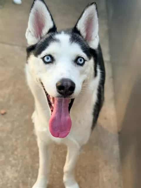 Photo of Nelsa, adoptable Siberian Husky in Chicago, Illinois