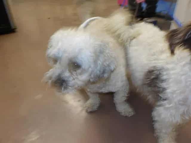Photo of Cheto, adoptable Poodle - Miniature in Chicago, Illinois