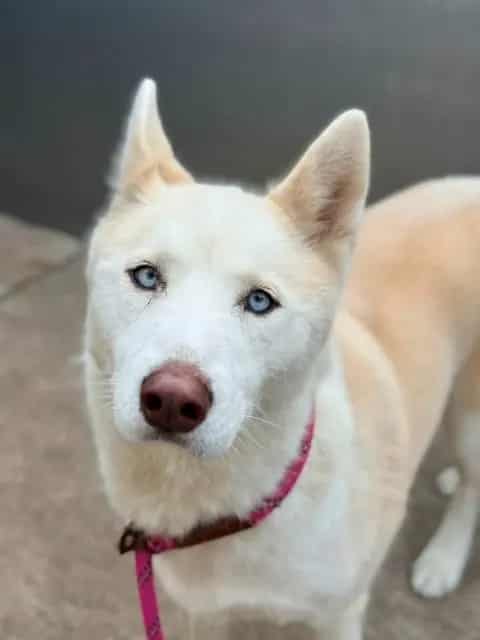 Photo of Usha, adoptable Siberian Husky in Chicago, Illinois