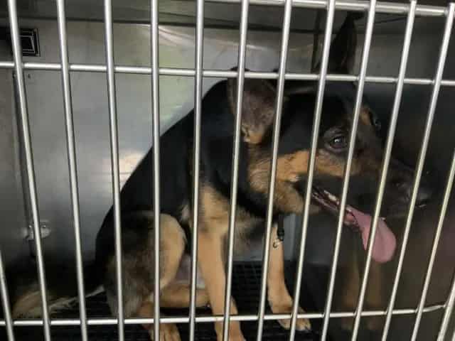 Photo of Senior German Shepherd Dog, adoptable German Shepherd Dog in Chicago, Illinois