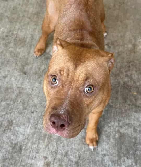 Photo of Garnet, adoptable American Pit Bull Terrier in Chicago, Illinois