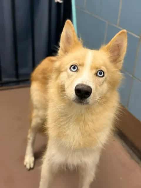 Photo of Nikki, adoptable Alaskan Husky in Chicago, Illinois