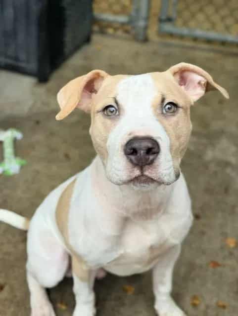 Photo of Mayonnaise, adoptable American Pit Bull Terrier in Chicago, Illinois