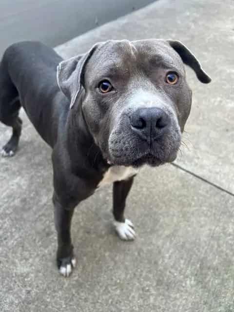 Photo of Argos, adoptable American Pit Bull Terrier in Chicago, Illinois