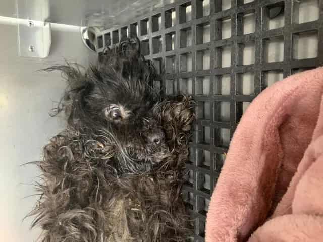 Photo of Senior Shih Tzu, adoptable Shih Tzu in Chicago, Illinois