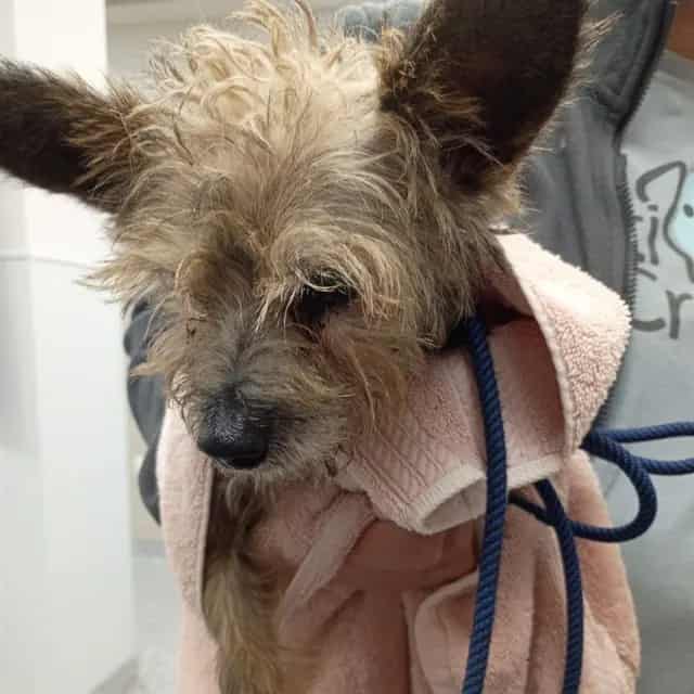 Photo of Senior Yorkshire Terrier mix, adoptable Yorkshire Terrier mix in Chicago, Illinois