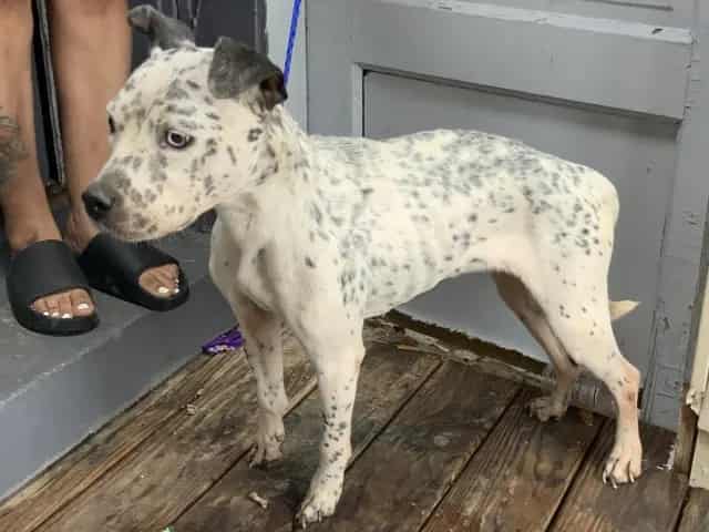 Photo of Mamas, adoptable American Pit Bull Terrier mix in Chicago, Illinois