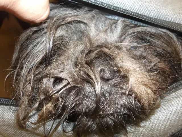 Photo of Max, adoptable Shih Tzu in Chicago, Illinois