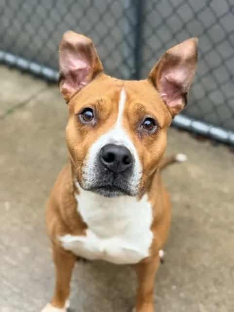 Photo of Blewis, adoptable American Pit Bull Terrier in Chicago, Illinois