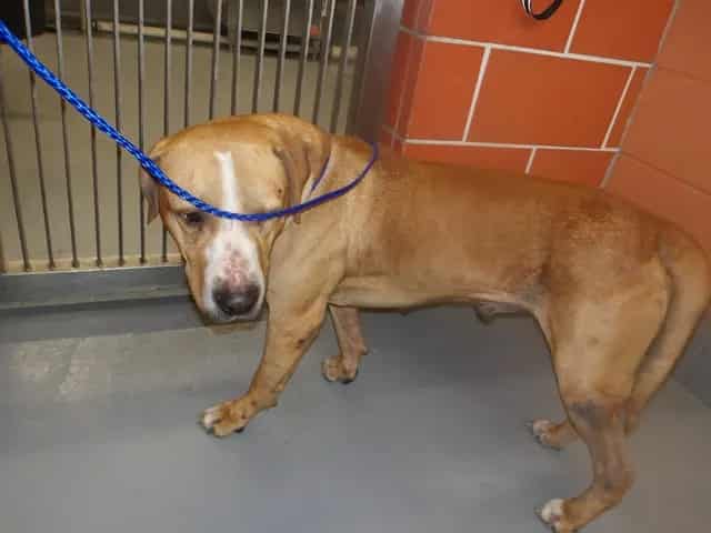 Photo of Rex, adoptable American Pit Bull Terrier in Chicago, Illinois