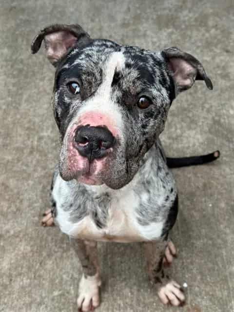 Photo of Neptune, adoptable American Pit Bull Terrier in Chicago, Illinois