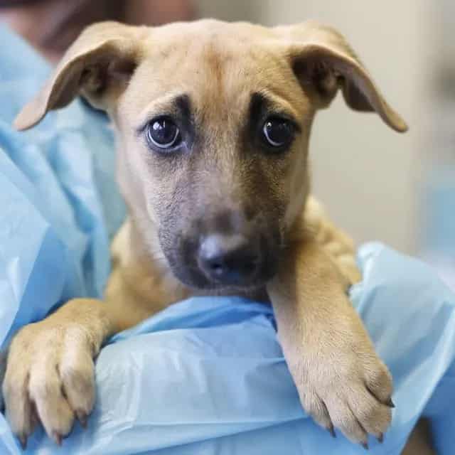 Photo of Hannah, adoptable dog in San Antonio, Texas