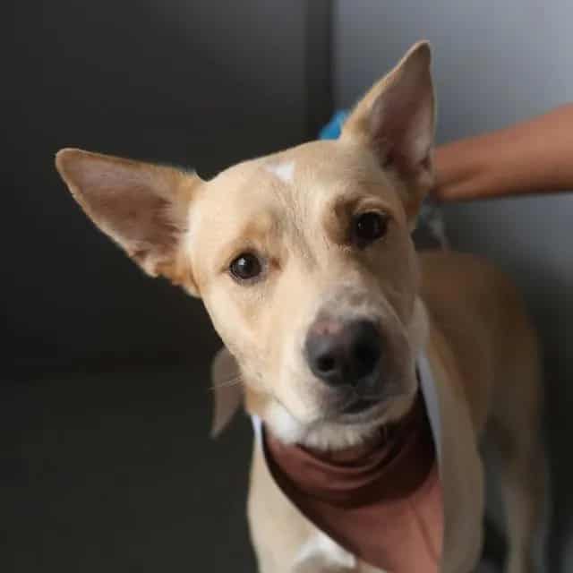 Photo of Archimedes, adoptable dog in San Antonio, Texas