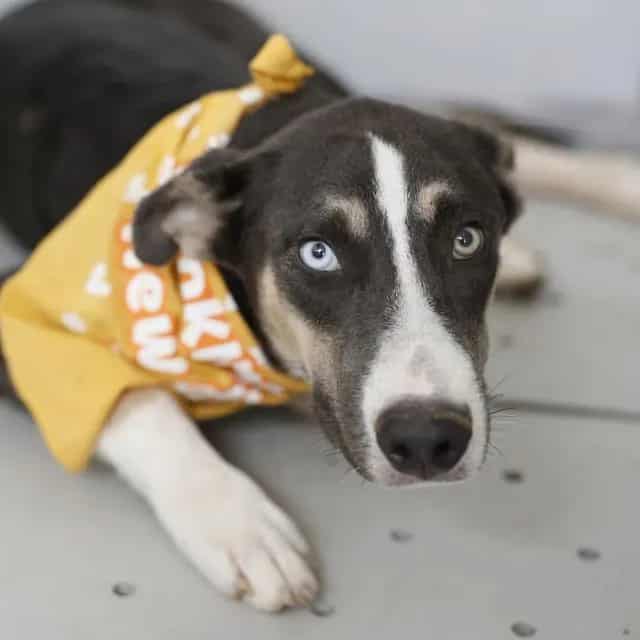 Photo of Andromeda, adoptable dog in San Antonio, Texas