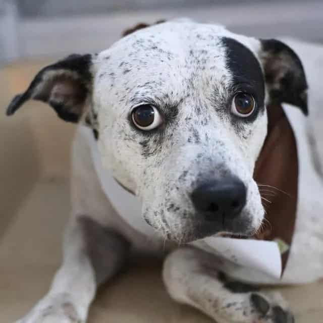 Photo of Madame T. Bone, adoptable dog in San Antonio, Texas