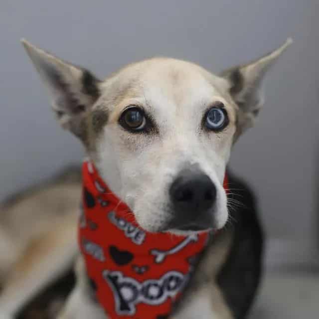 Photo of Adirondack, adoptable dog in San Antonio, Texas