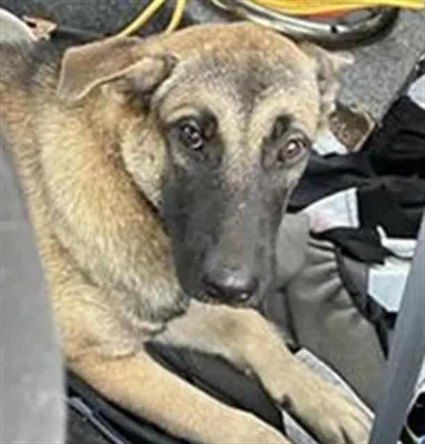 Photo of Shepherd Mix 1, adoptable dog in San Antonio, Texas
