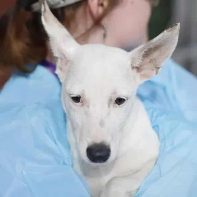 Photo of William, adoptable dog in San Antonio, Texas