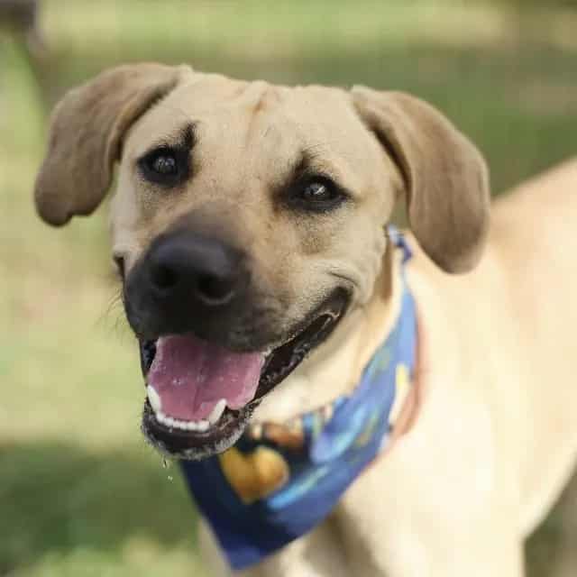 Photo of Baby Boy, adoptable dog in San Antonio, Texas