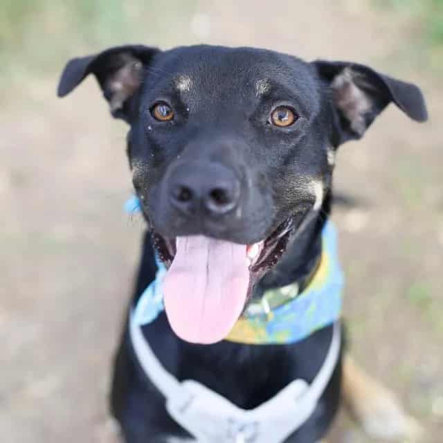Photo of Dr Pepper, adoptable dog in San Antonio, Texas