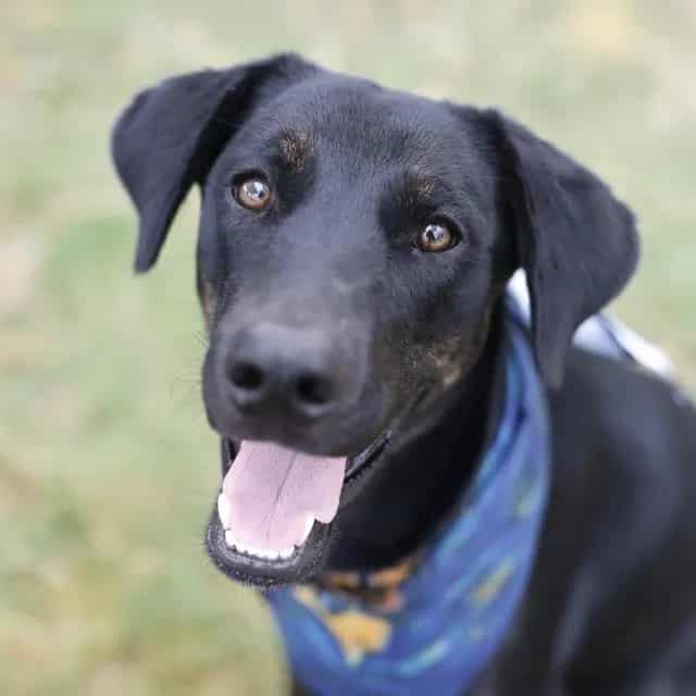 Photo of Rocko, adoptable dog in San Antonio, Texas