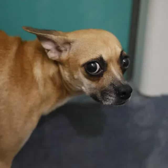 Photo of Sally, adoptable dog in San Antonio, Texas
