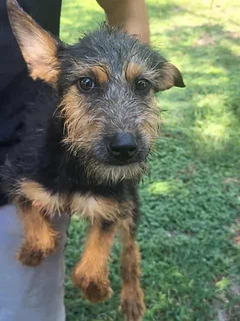 Photo of Bear, adoptable dog in San Antonio, Texas