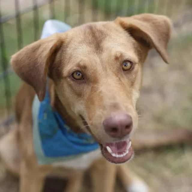 Photo of Velma, adoptable dog in San Antonio, Texas