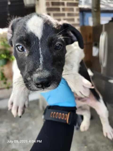 Photo of Chico, adoptable dog in San Antonio, Texas