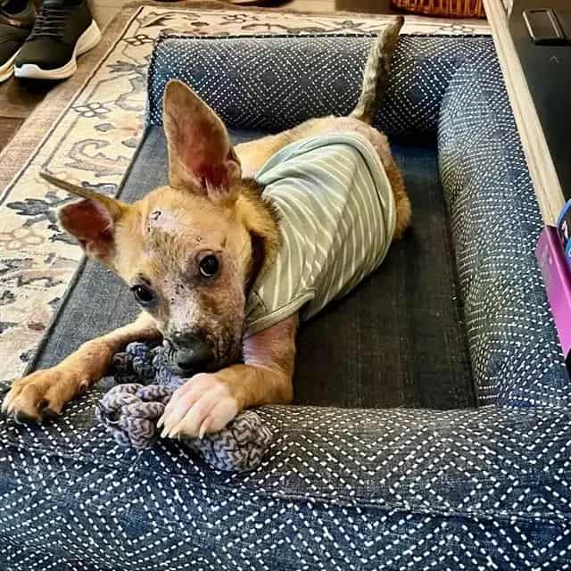 Photo of Truvy, adoptable dog in San Antonio, Texas