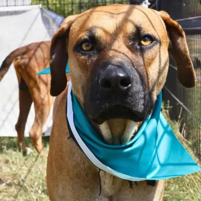 Photo of Davinci, adoptable dog in San Antonio, Texas