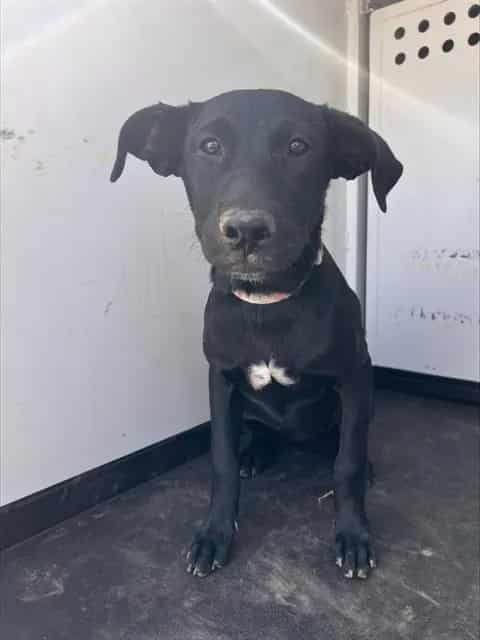 Photo of Senior Labrador Retriever mix, adoptable Labrador Retriever mix in Bakersfield, California