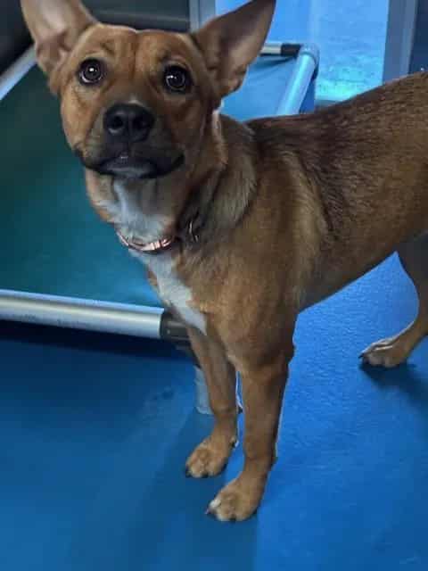 Photo of Senior Carolina Dog, adoptable Carolina Dog in Bakersfield, California