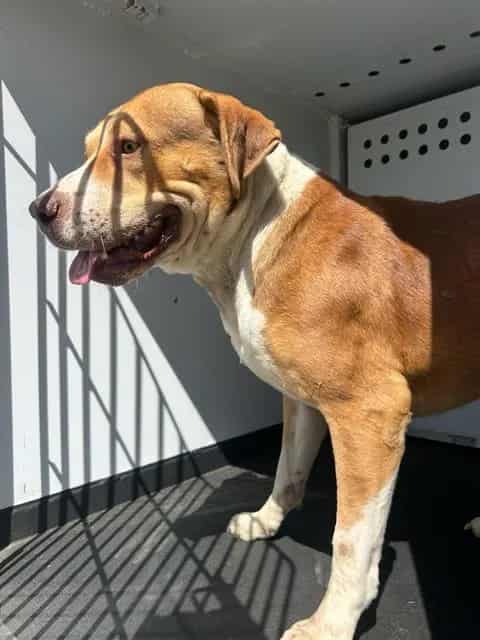 Photo of Senior Pit Bull Terrier, adoptable Pit Bull Terrier in Bakersfield, California