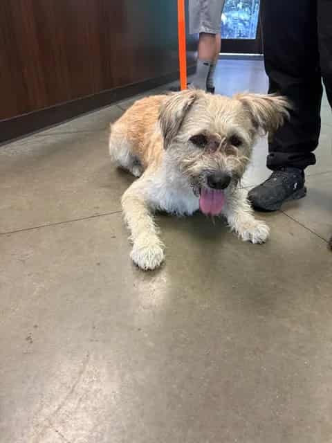 Photo of Senior Border Terrier mix, adoptable Border Terrier mix in Bakersfield, California