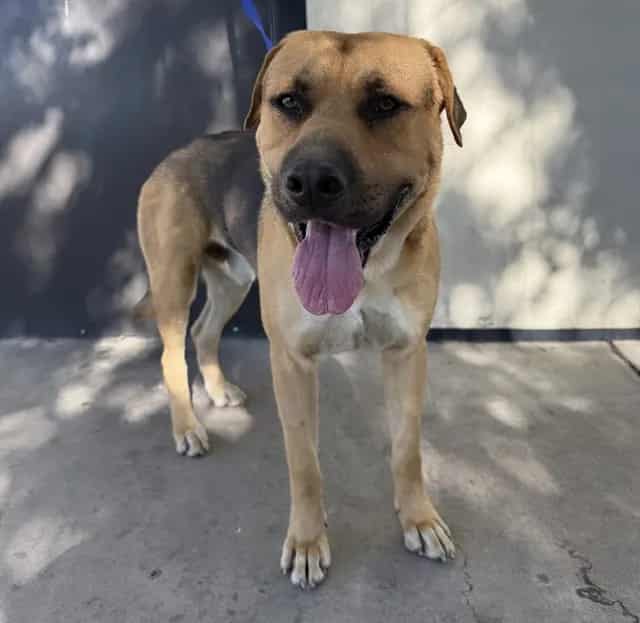 Photo of Senior German Shepherd Dog mix, adoptable German Shepherd Dog mix in Bakersfield, California