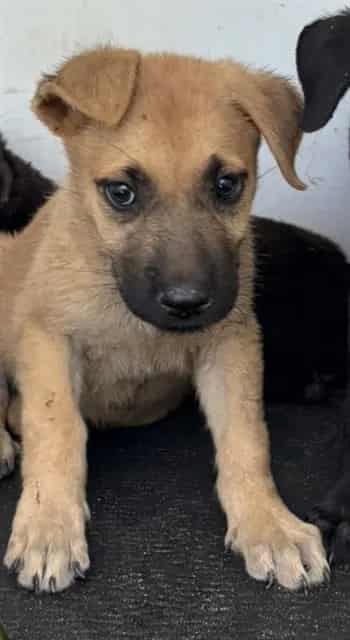 Photo of Senior German Shepherd Dog mix, adoptable German Shepherd Dog mix in Bakersfield, California