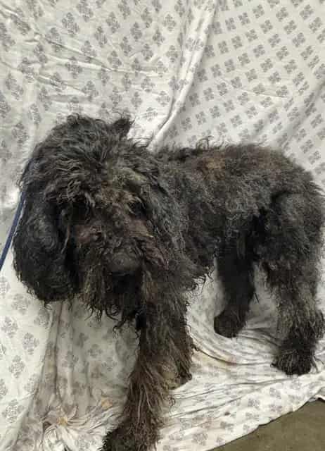 Photo of Teddy, adoptable Poodle - Standard in Rosenberg, Texas