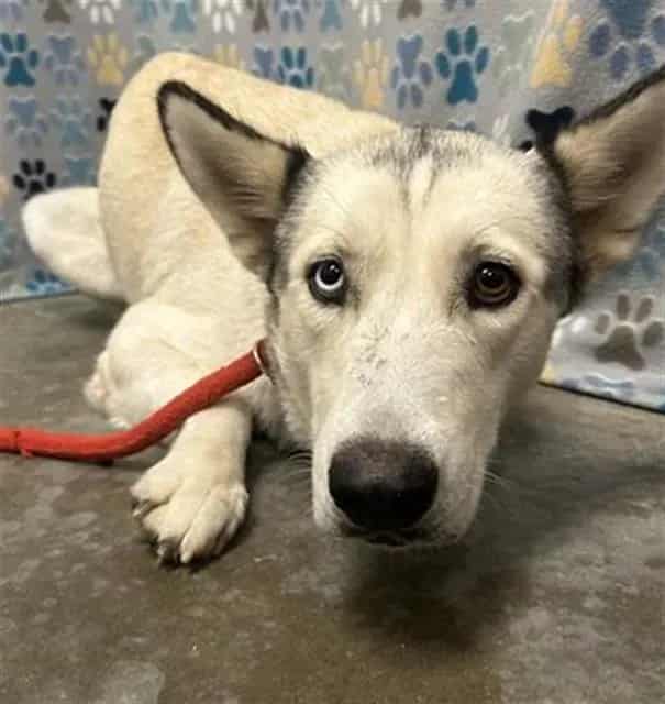 Photo of Sky, adoptable Alaskan Husky in Rosenberg, Texas