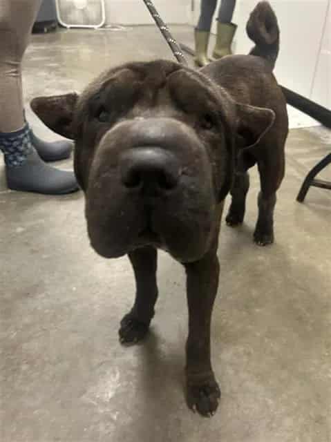 Photo of Mochi, adoptable Chinese Sharpei in Rosenberg, Texas