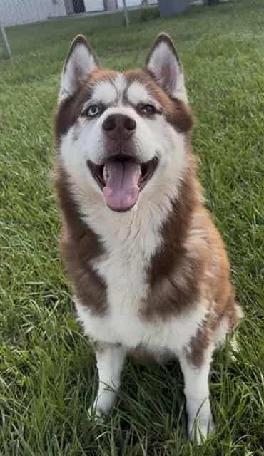 Photo of Chief, adoptable Siberian Husky in Rosenberg, Texas
