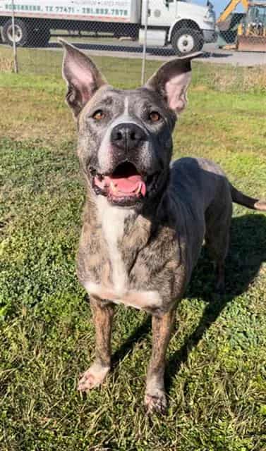 Photo of Sherry, adoptable Pit Bull Terrier in Rosenberg, Texas