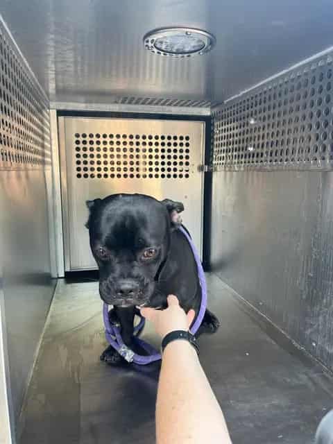 Photo of Senior Dachshund and French Bulldog, adoptable Dachshund and French Bulldog in Oklahoma City, Oklahoma