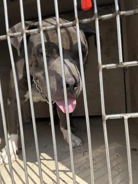 Photo of Merlin, adoptable American Pit Bull Terrier in Oklahoma City, Oklahoma
