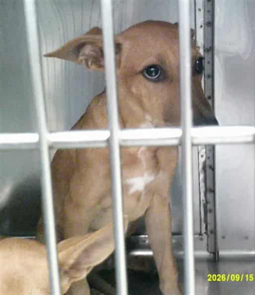 Photo of Zack, adoptable Labrador Retriever mix in Oklahoma City, Oklahoma
