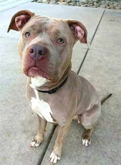 Photo of Tomaya, adoptable Pit Bull Terrier in Sacramento, California