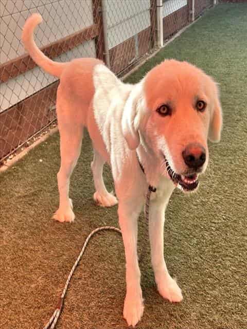 Photo of Luky, adoptable Great Pyrenees in Salinas, California