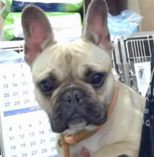 Photo of Muffin, adoptable French Bulldog in Salinas, California